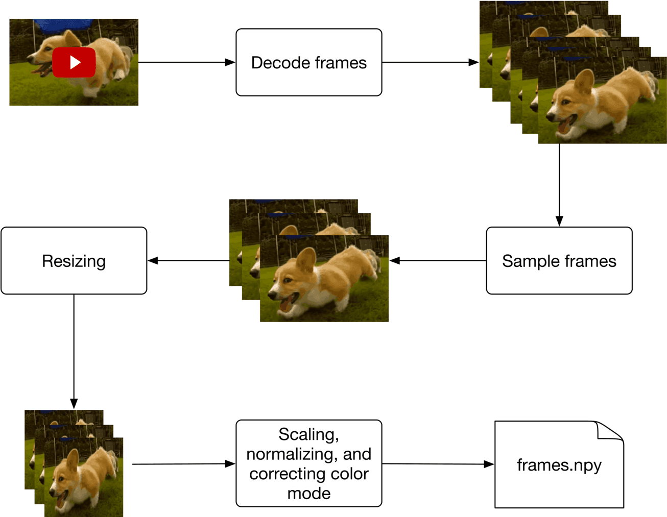 Image represents a data preprocessing pipeline for a video of a corgi running.  The process begins with a video file (represented by a YouTube play button overlayed on a video still), which is fed into a 'Decode frames' block. This block outputs a sequence of individual frames from the video.  These frames then follow two parallel paths.  The upper path involves directly 'Sampling frames' from the decoded sequence, resulting in a subset of frames. The lower path first involves 'Resizing' the frames to a smaller size.  These resized frames are then processed by a 'Scaling, normalizing, and correcting color mode' block, which performs image enhancement and standardization.  Finally, the output from both paths is combined and saved as a NumPy array file named 'frames.npy'.  Arrows indicate the flow of data between each processing step.